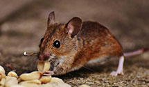 24 Hour & Emergency Exterminators in C S U Dom Hls, CA